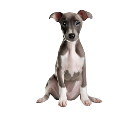 Italian Greyhound Puppies for Sale